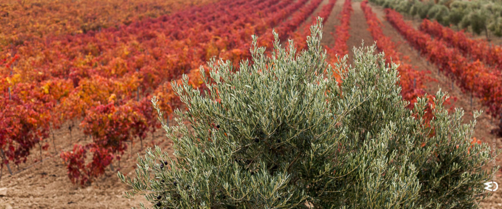 paisaje olivos hojas rojizas